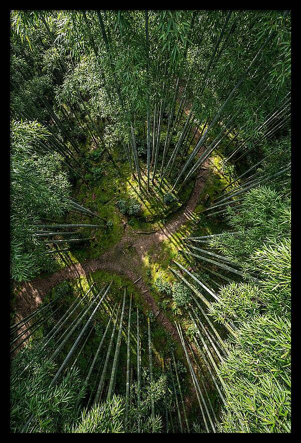 Bamboo Canopy From Above