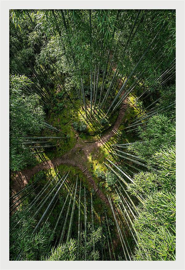 Bamboo Canopy From Above