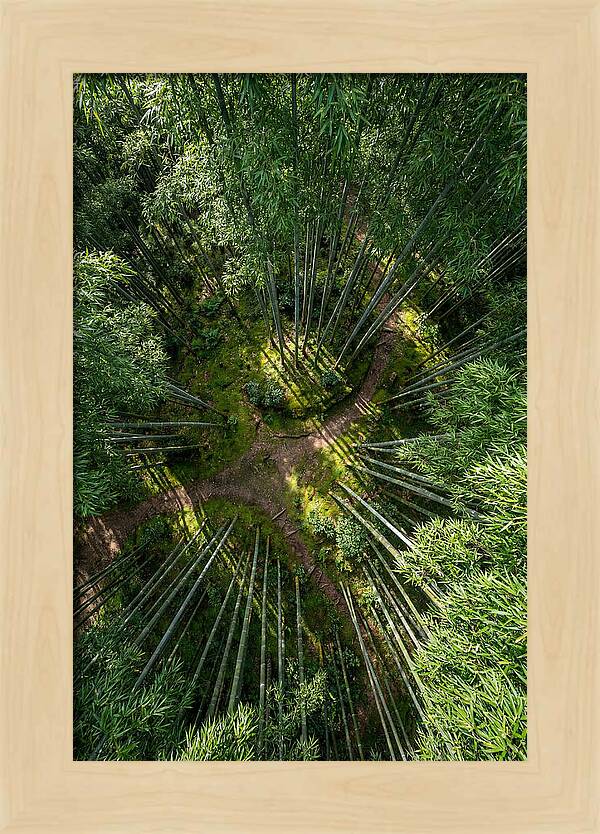 Bamboo Canopy From Above