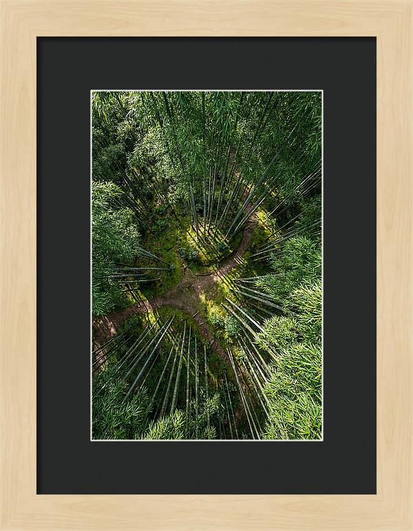 Bamboo Canopy From Above