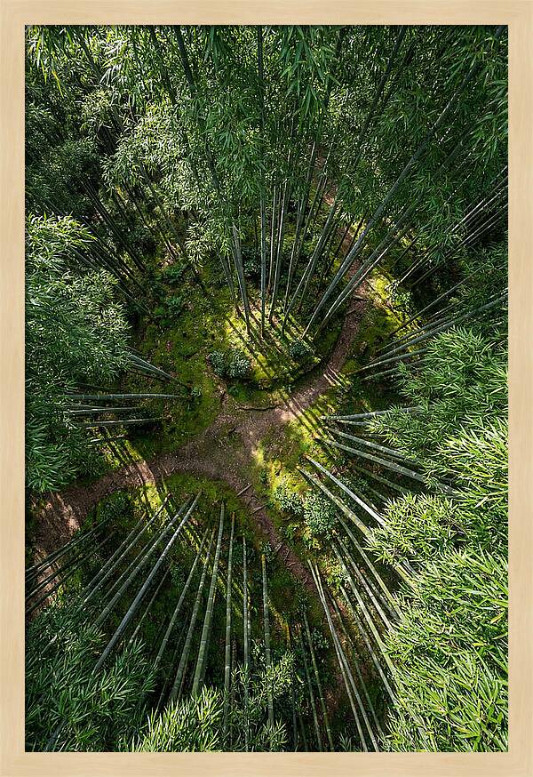 Bamboo Canopy From Above