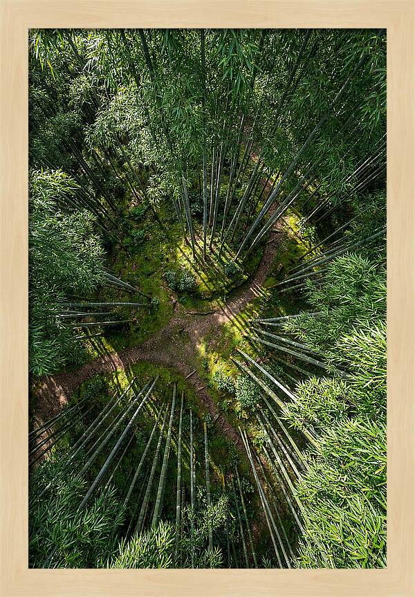 Bamboo Canopy From Above