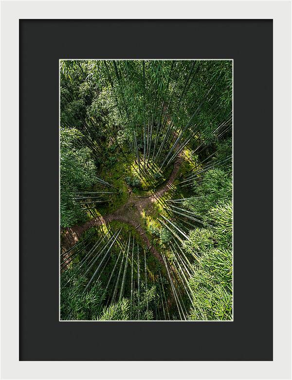 Bamboo Canopy From Above