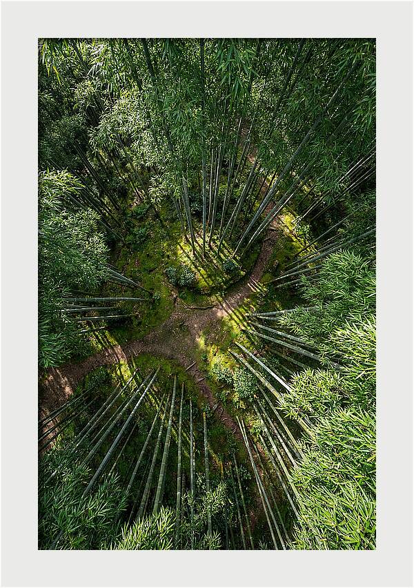 Bamboo Canopy From Above