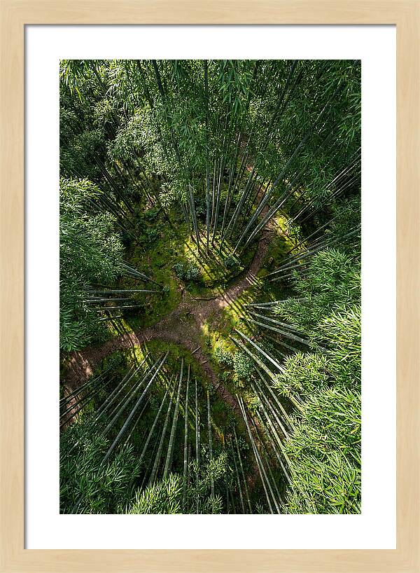 Bamboo Canopy From Above