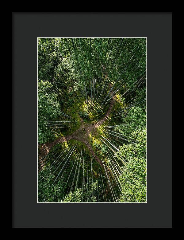 Bamboo Canopy From Above