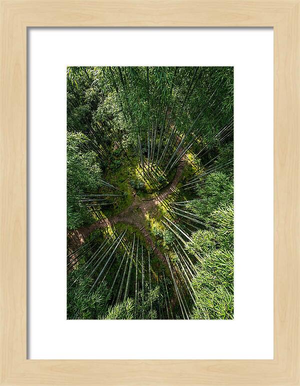 Bamboo Canopy From Above