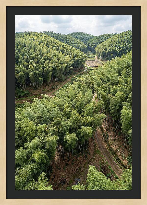 Bamboo Forest Serenity