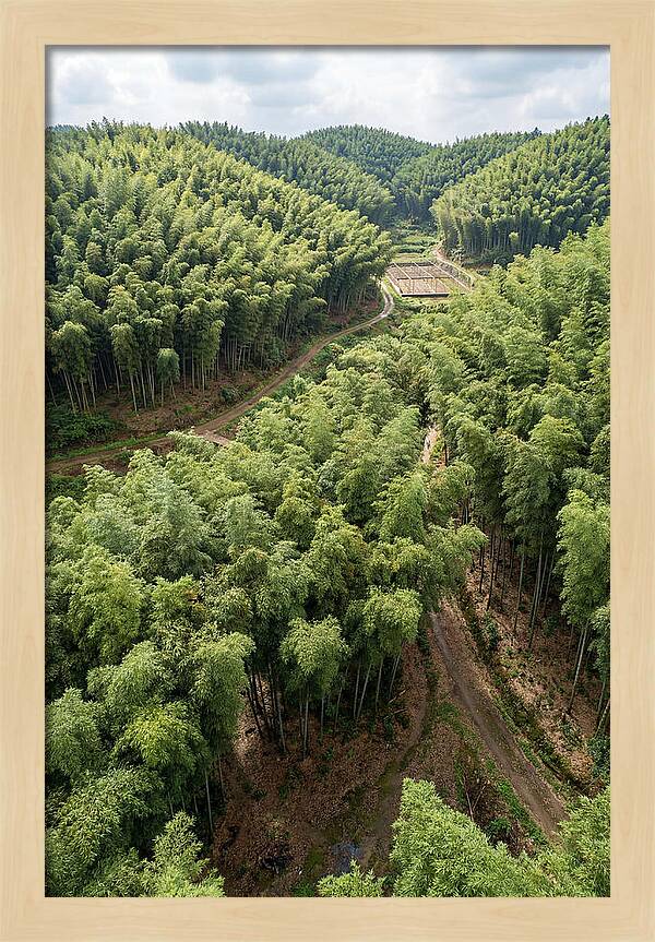Bamboo Forest Serenity