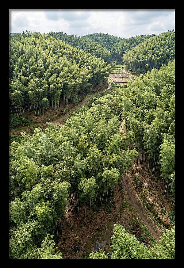 Bamboo Forest Serenity