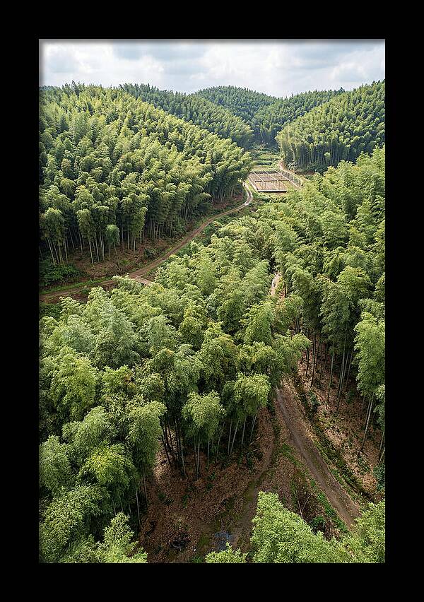 Bamboo Forest Serenity