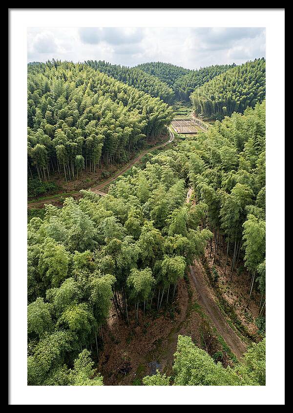 Bamboo Forest Serenity