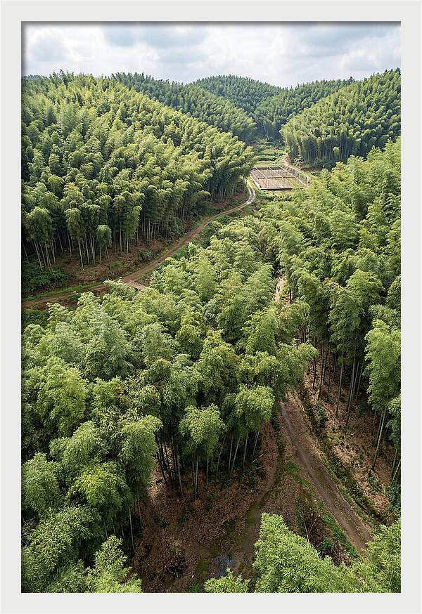 Bamboo Forest Serenity