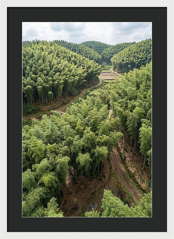 Bamboo Forest Serenity