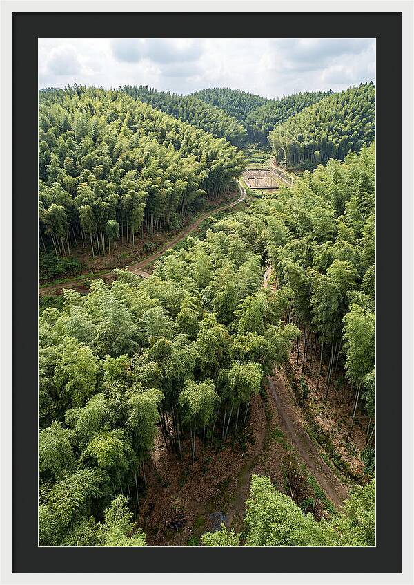 Bamboo Forest Serenity