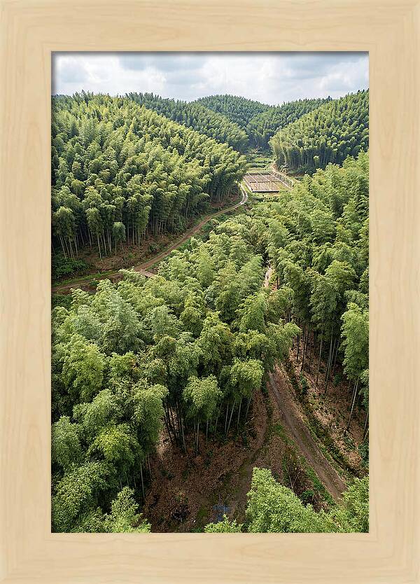 Bamboo Forest Serenity