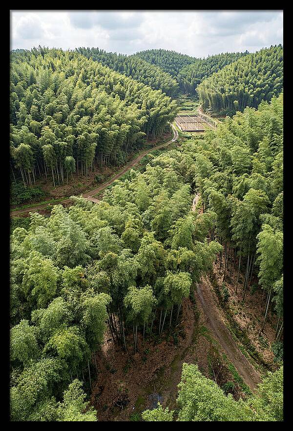 Bamboo Forest Serenity