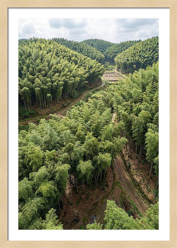 Bamboo Forest Serenity