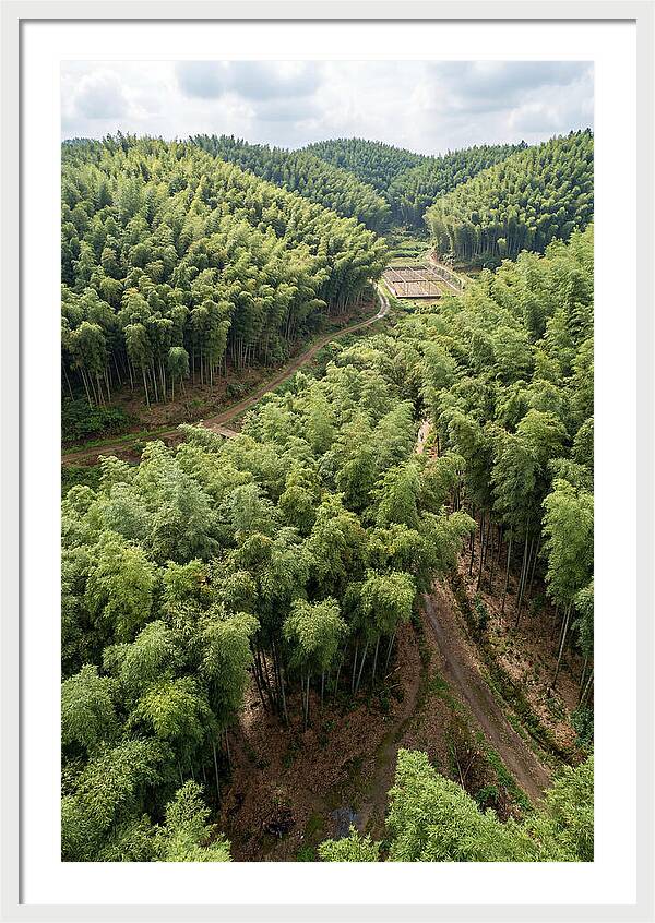 Bamboo Forest Serenity