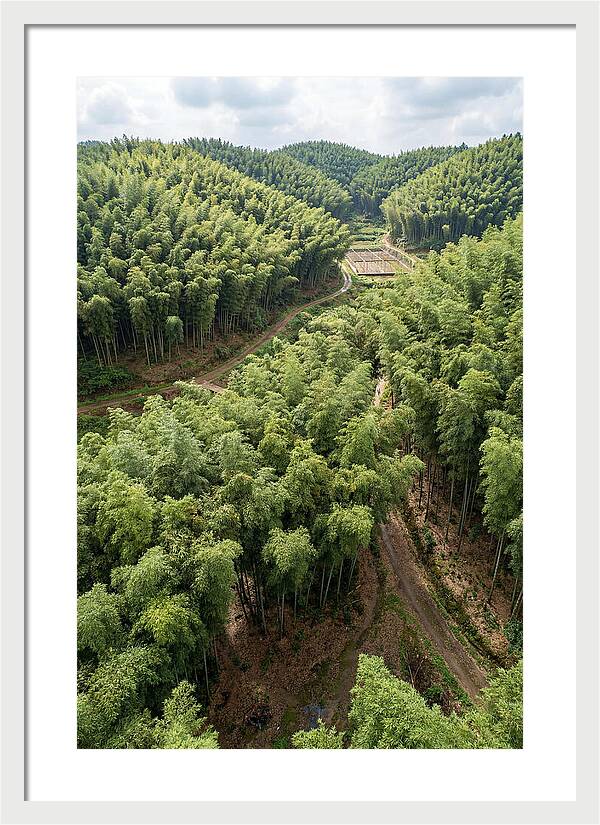 Bamboo Forest Serenity