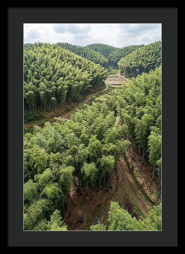 Bamboo Forest Serenity
