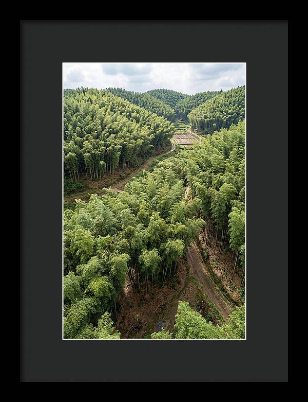 Bamboo Forest Serenity