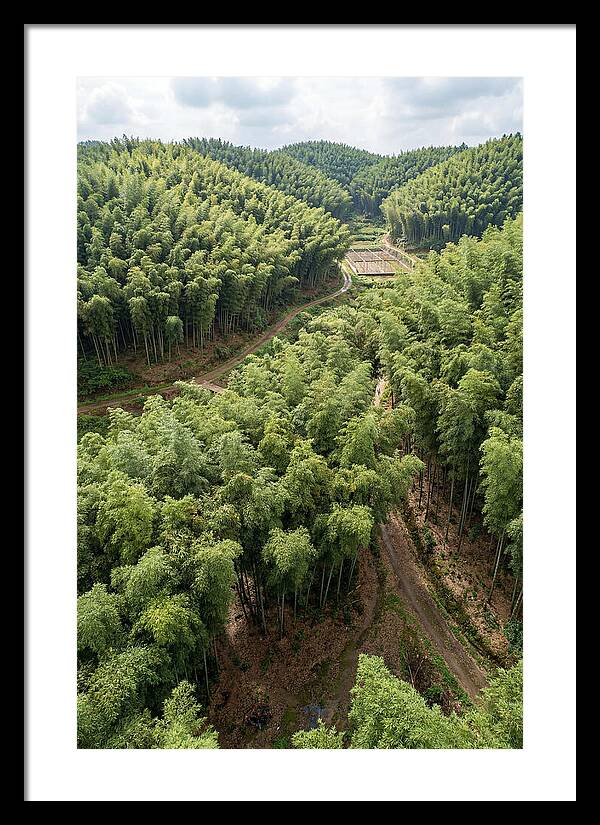 Bamboo Forest Serenity