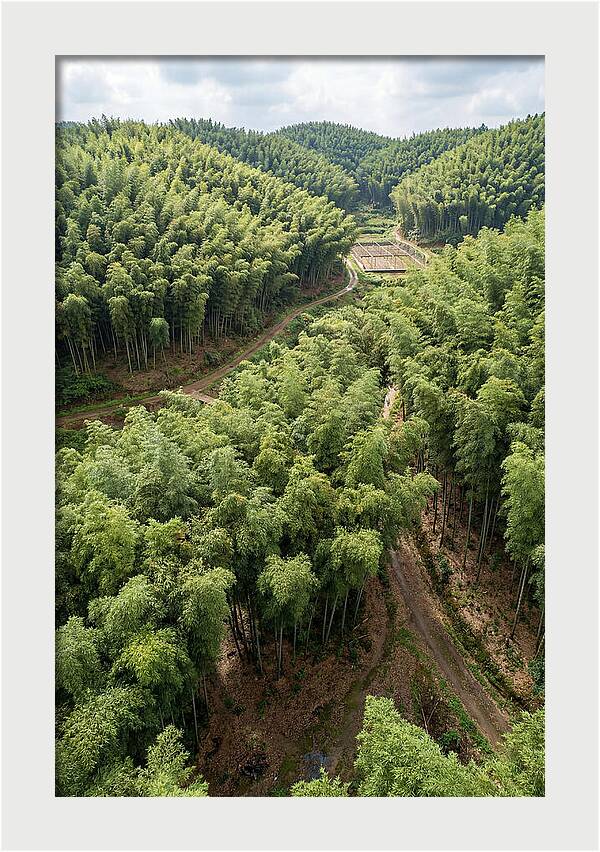 Bamboo Forest Serenity