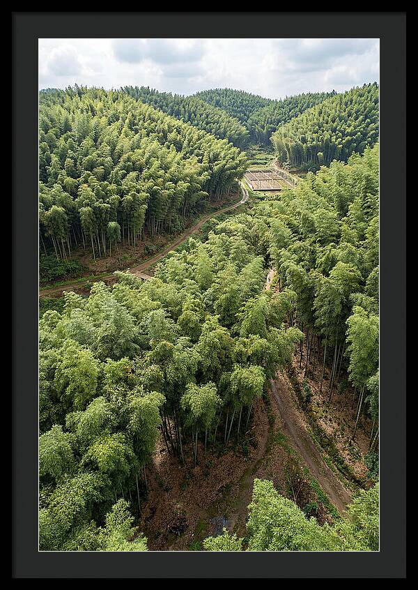 Bamboo Forest Serenity