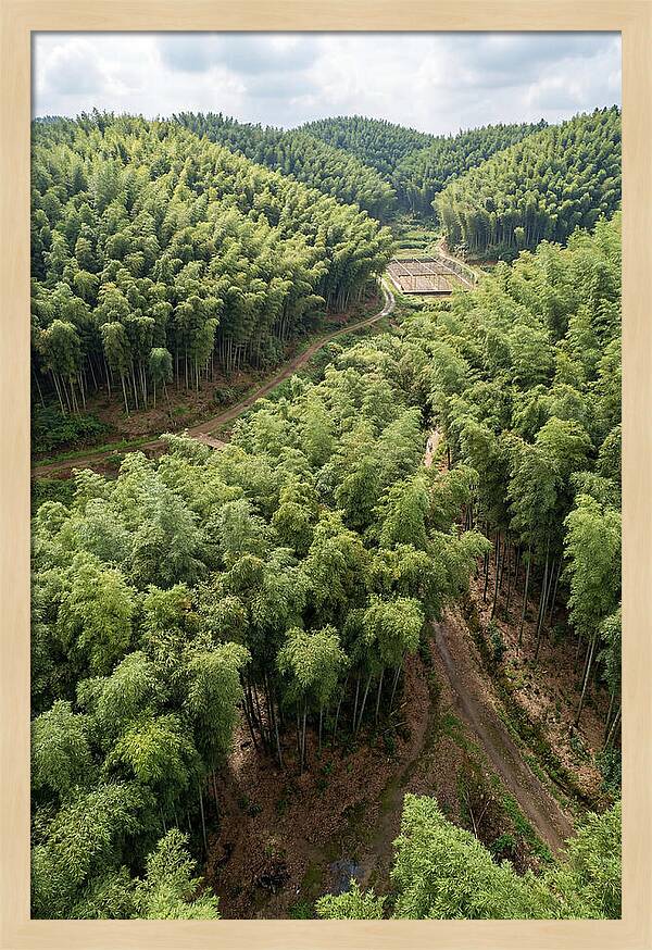 Bamboo Forest Serenity