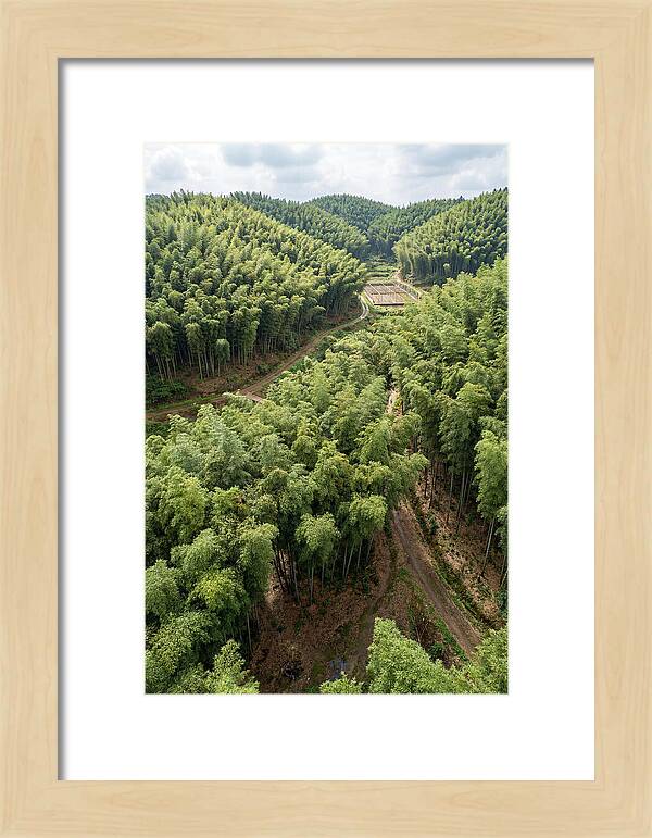 Bamboo Forest Serenity