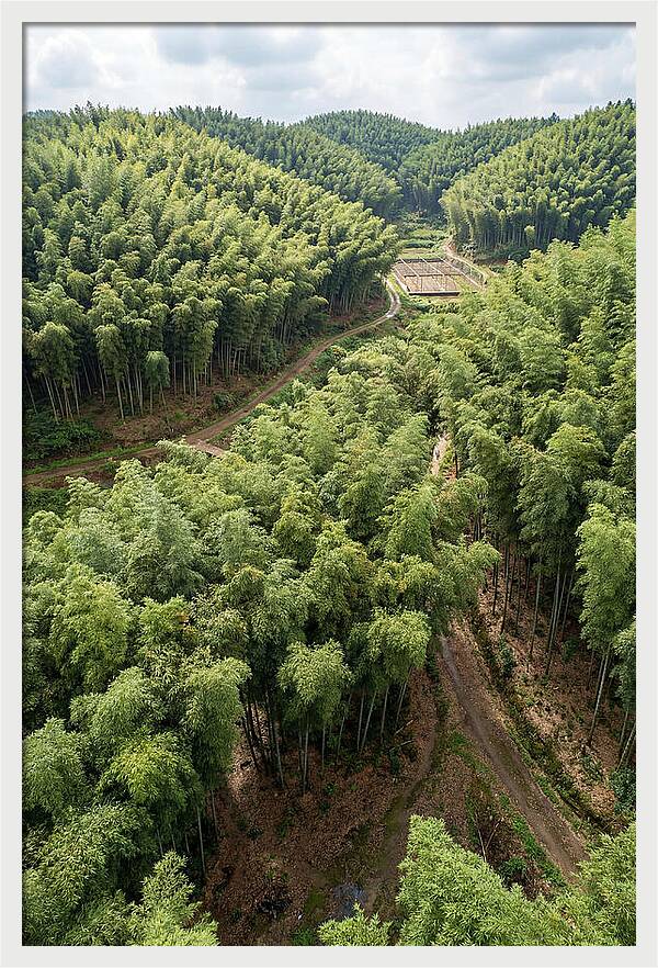 Bamboo Forest Serenity