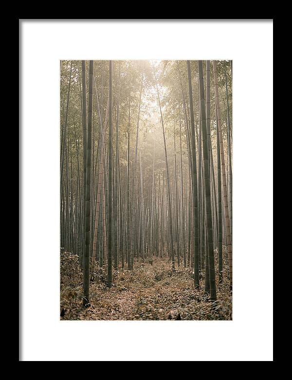 Bamboo Forest Serenity