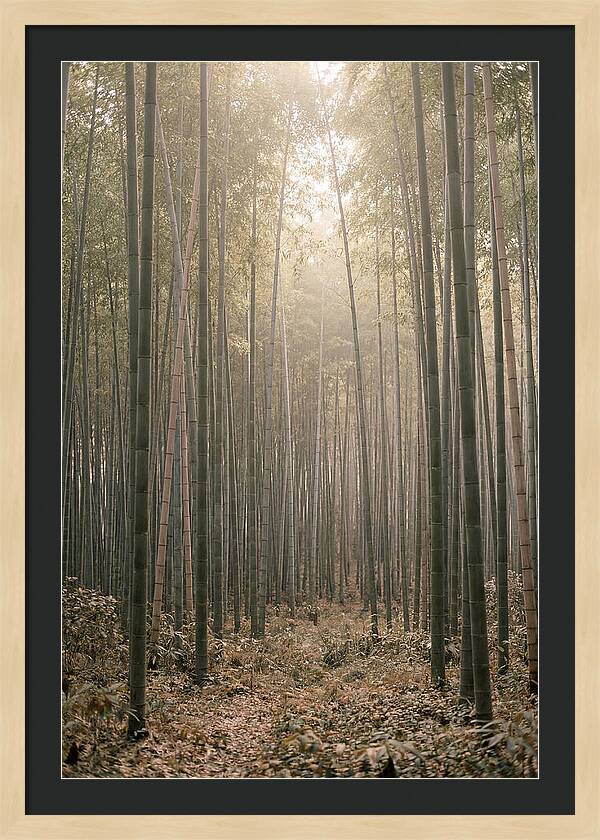 Bamboo Forest Serenity