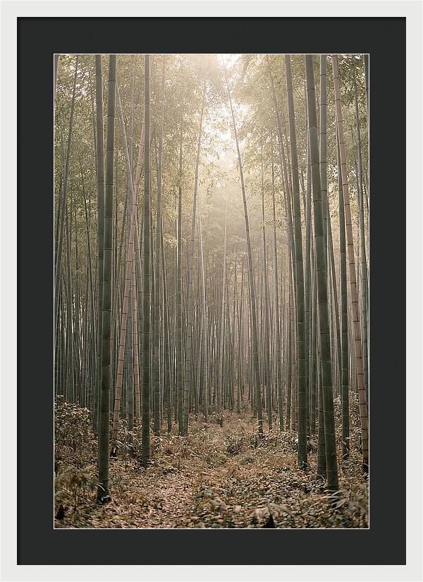 Bamboo Forest Serenity