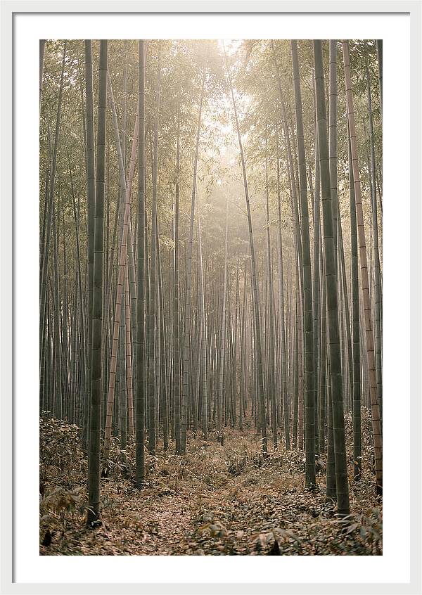 Bamboo Forest Serenity
