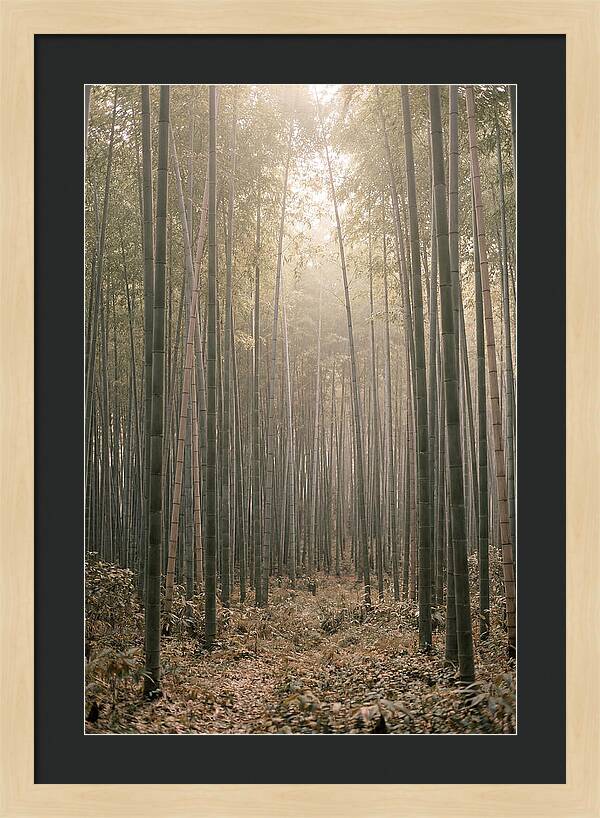 Bamboo Forest Serenity