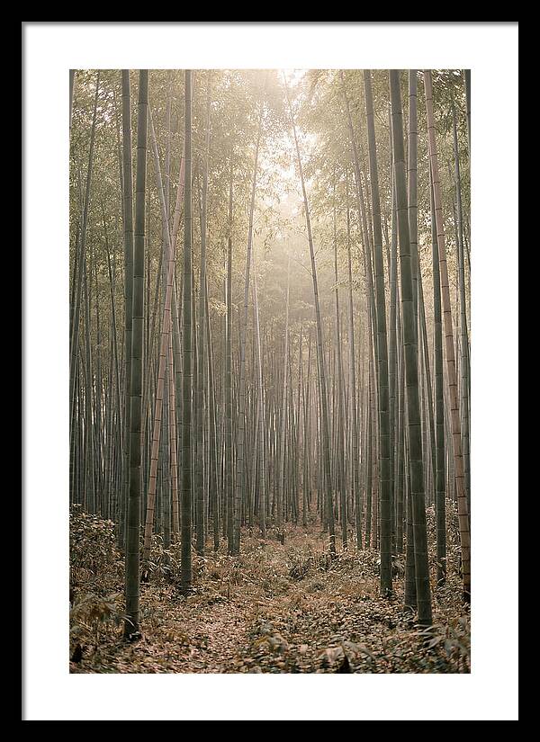 Bamboo Forest Serenity