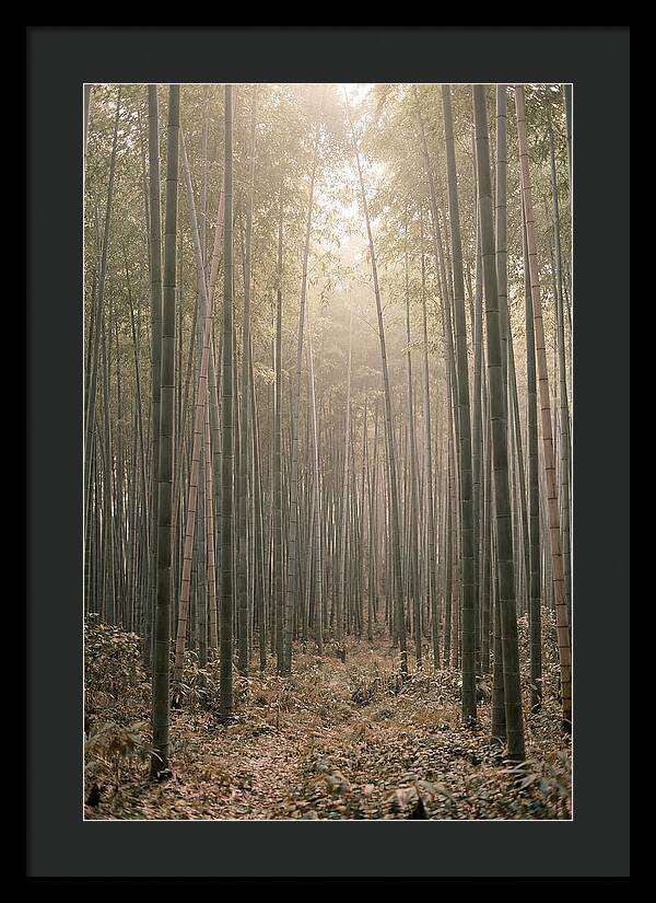 Bamboo Forest Serenity
