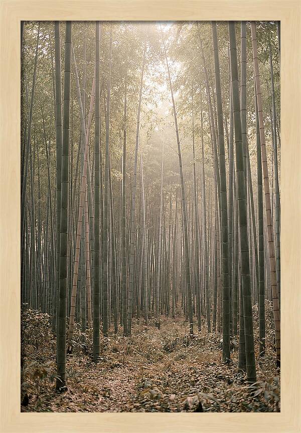 Bamboo Forest Serenity