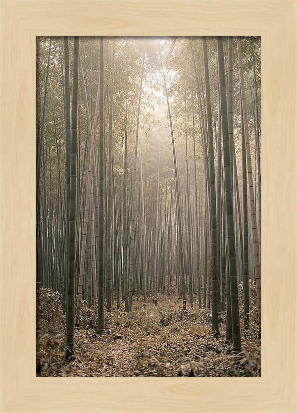Bamboo Forest Serenity