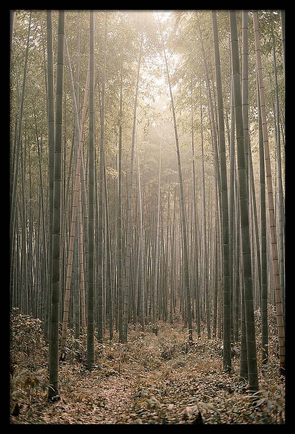 Bamboo Forest Serenity