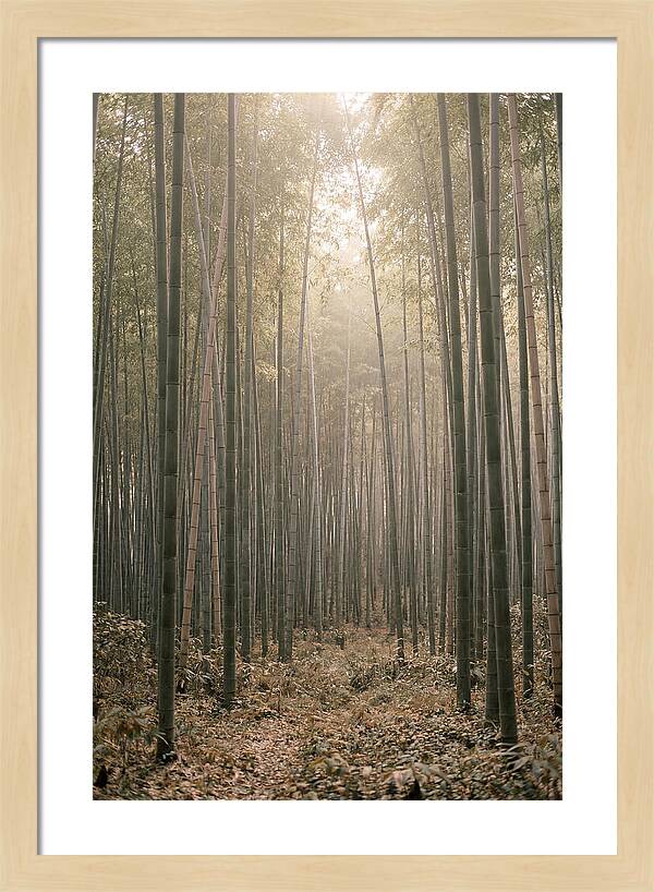 Bamboo Forest Serenity