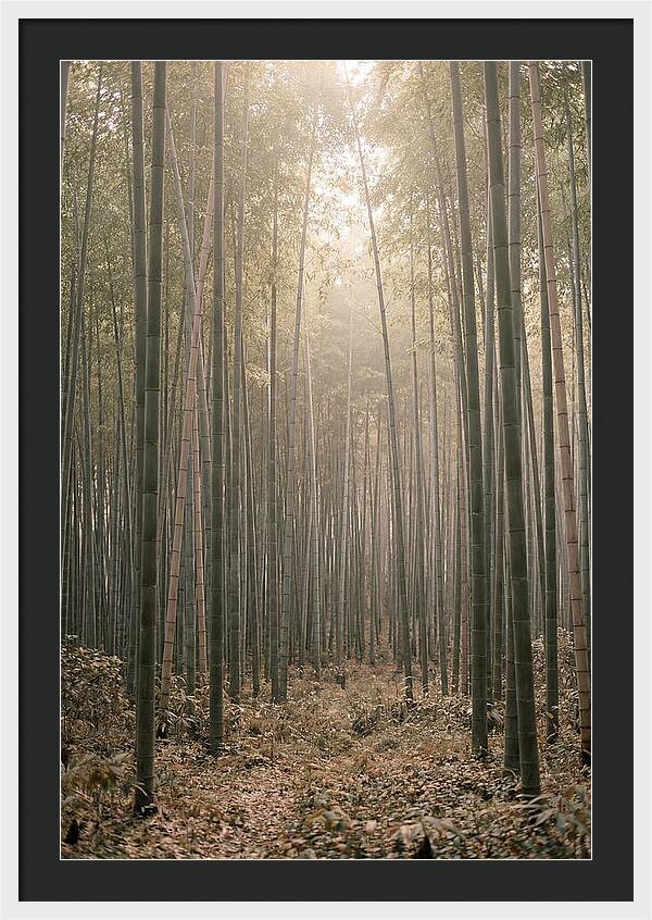 Bamboo Forest Serenity