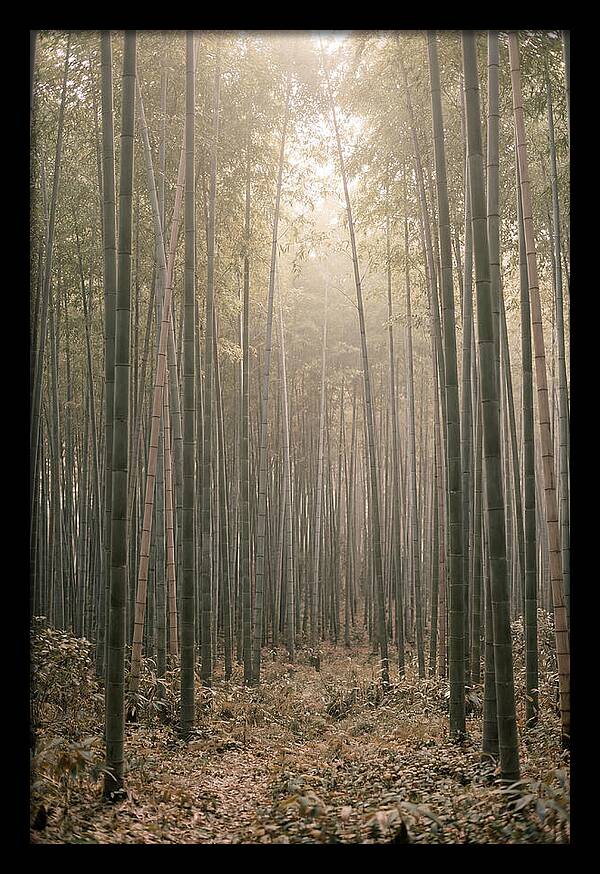 Bamboo Forest Serenity
