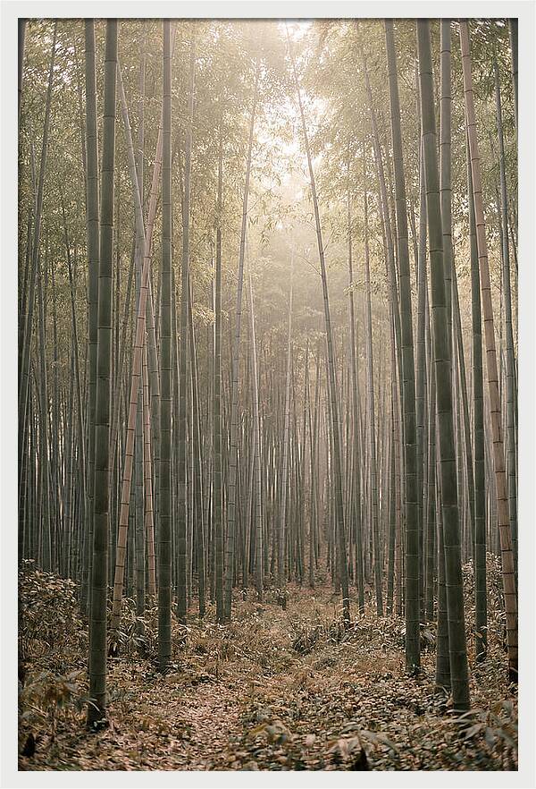 Bamboo Forest Serenity