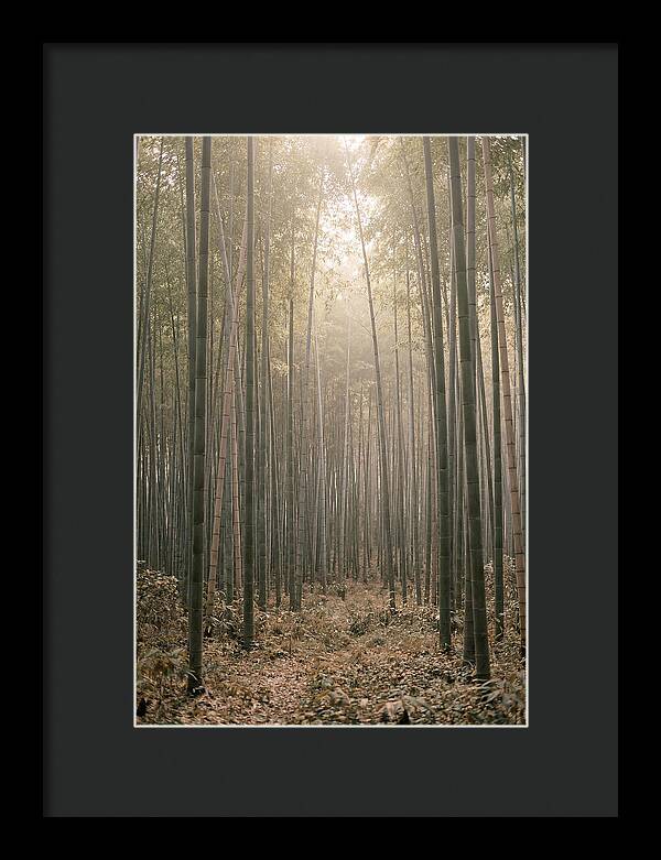 Bamboo Forest Serenity