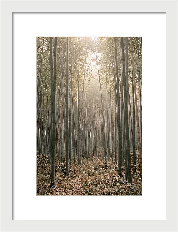 Bamboo Forest Serenity