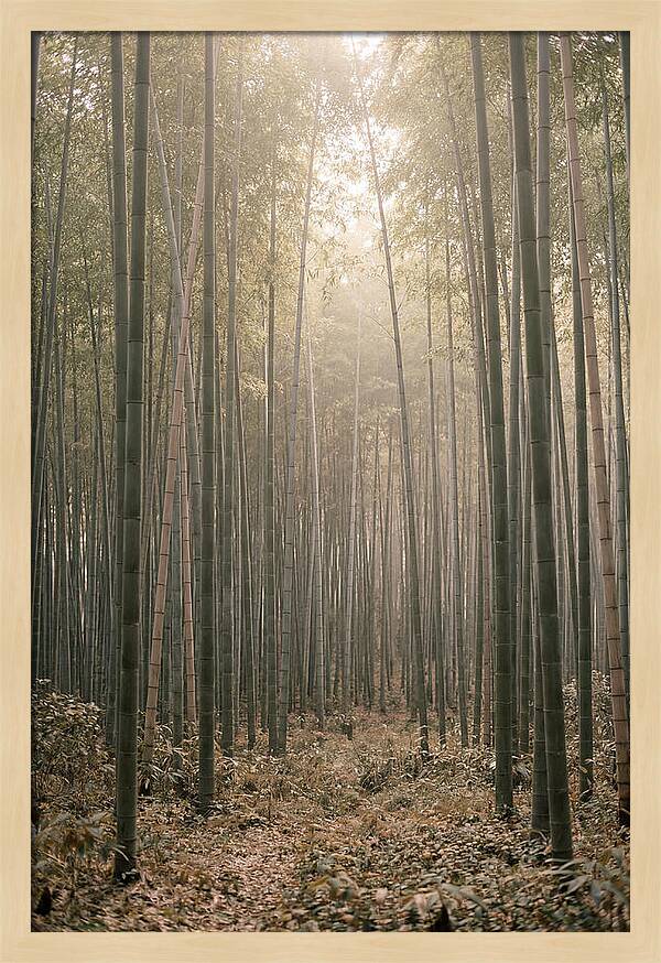 Bamboo Forest Serenity