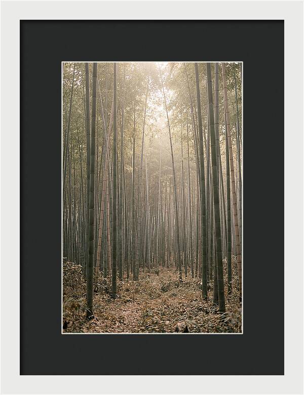 Bamboo Forest Serenity